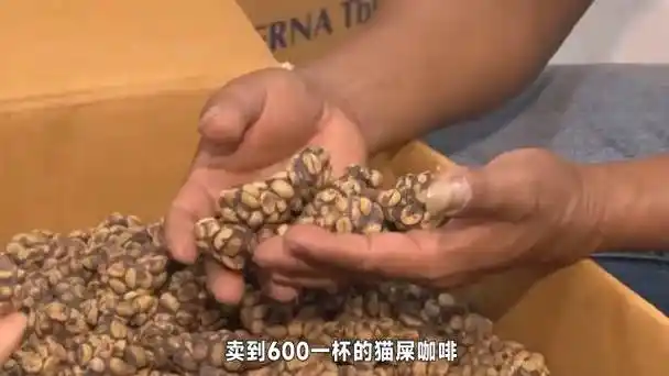 猫屎咖啡控股(01869)投资分析 - 2024年最新财务报告